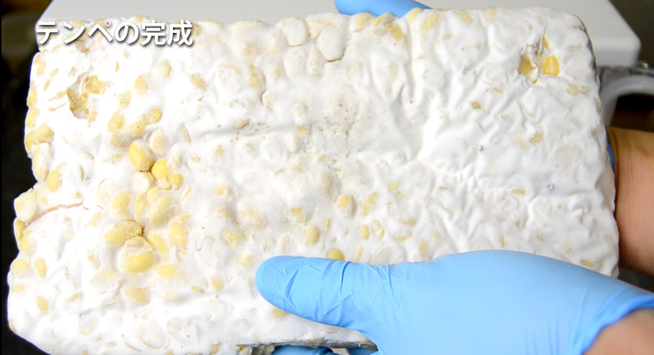 テンペの完成