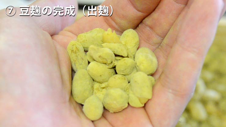 豆麹の完成（出麹）