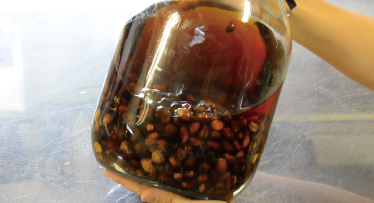 烏龍茶のような濃い色になる