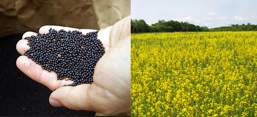 インタビュー 平出油屋