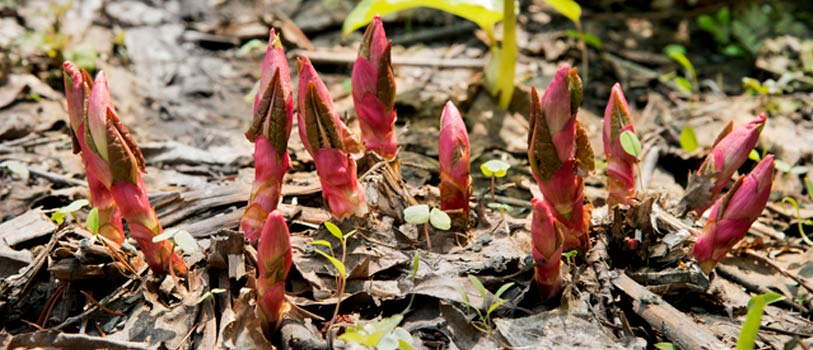イタドリ（虎杖）とは