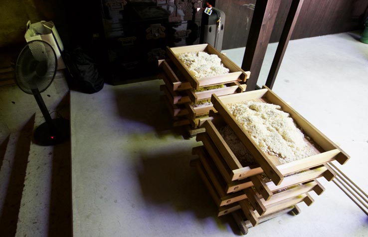 麹づくりワークショップ