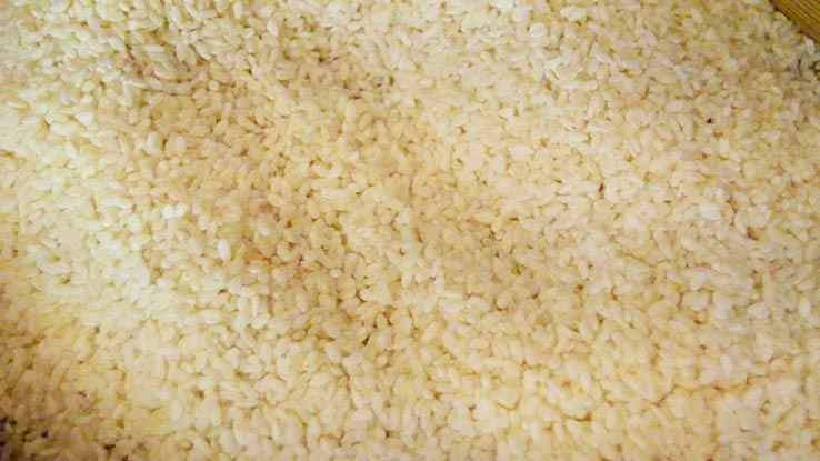 麹づくりワークショップ