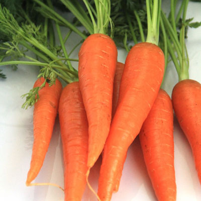 にんじんの酵素