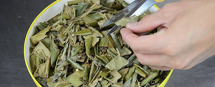 ビワの葉を刻む