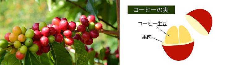 コーヒーノキ