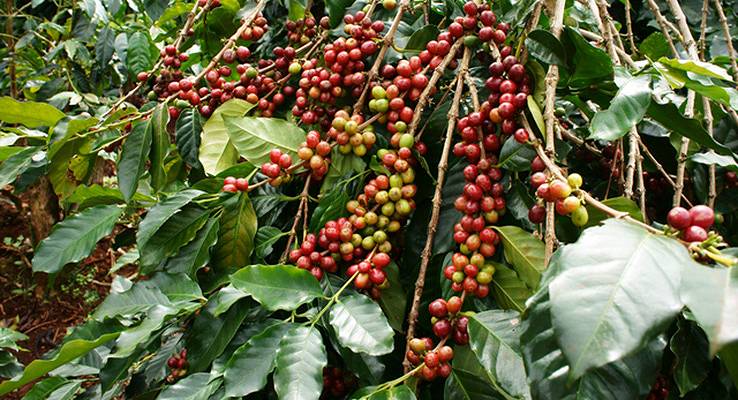 コーヒーノキ