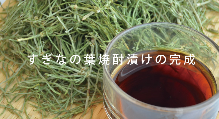すぎなの葉焼酎漬けの完成