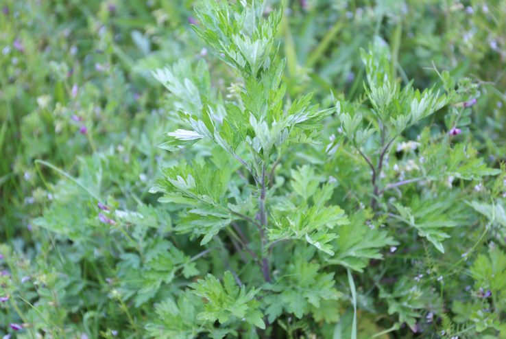 よもぎ蒸しはトンデモ?