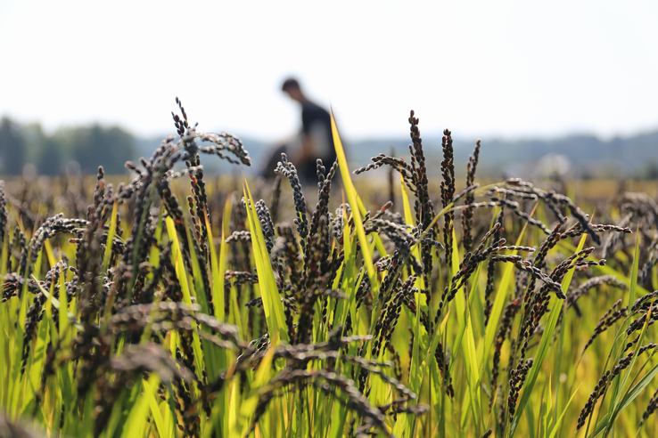 おがた健康農園