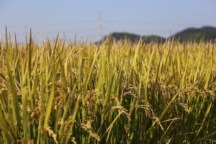 おがた健康農園