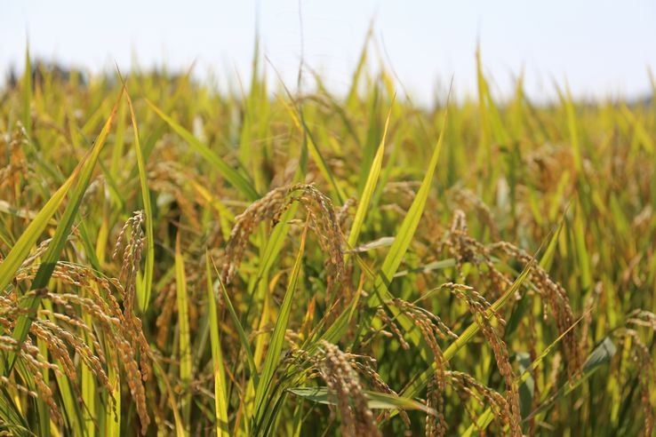 おがた健康農園