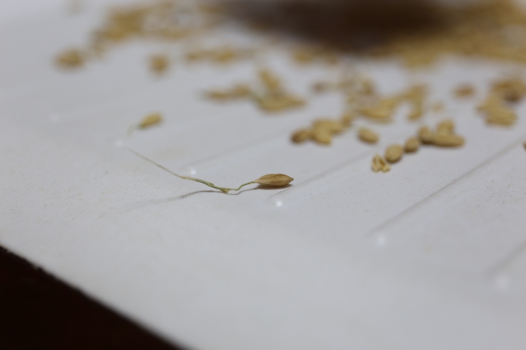 おがた健康農園