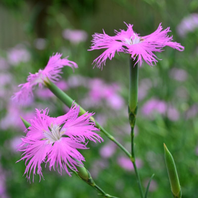 カワラナデシコ