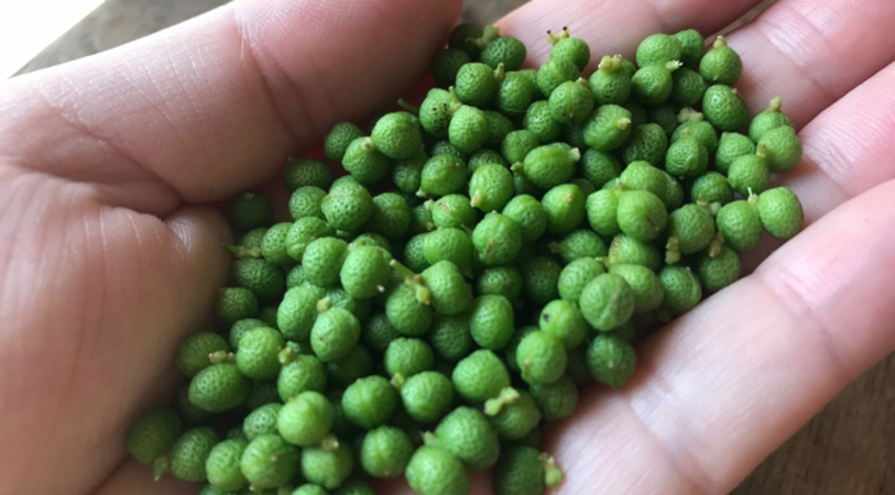 山椒の由来と歴史