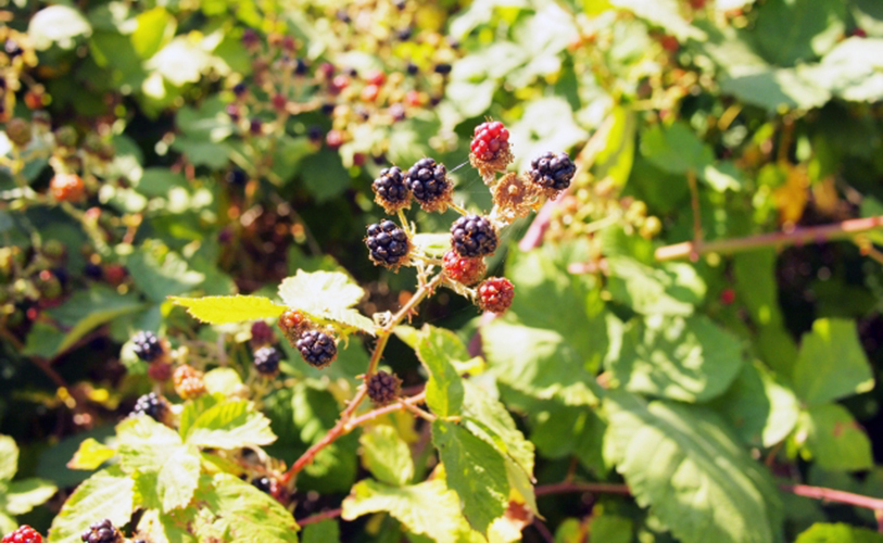 クランベリーの実