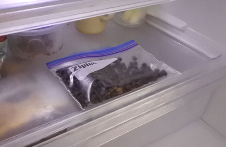 自家焙煎　冷蔵庫