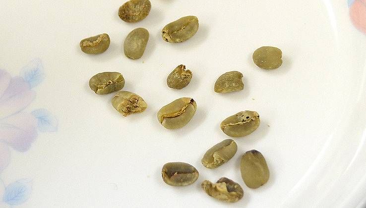 コーヒーの欠点豆