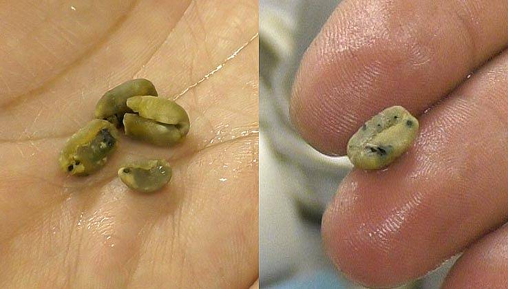 洗った後の欠点豆