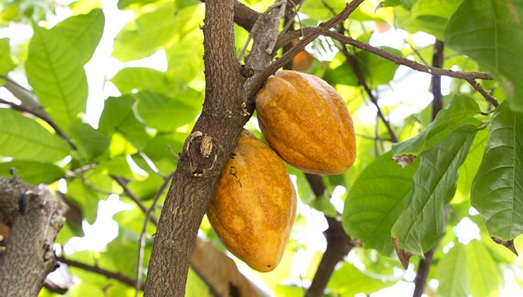 カカオの木
