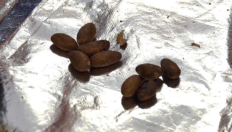 焼け焦げてしまった豆