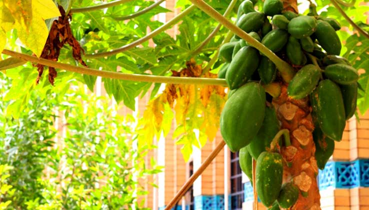 アフリカ　カカオの木