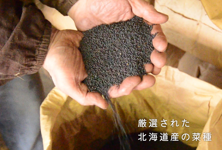 北海道産の菜種