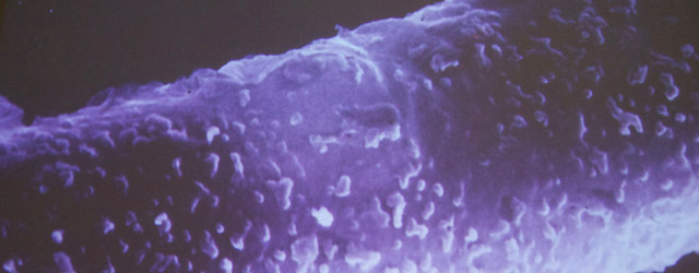 麹は穀物をカビ発酵させたものです？