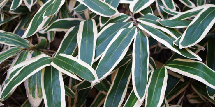 自生クマザサの葉