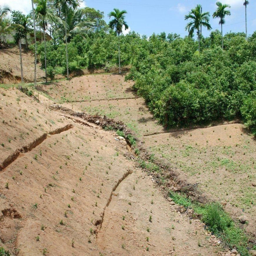 苗木を植えたシナモンの産地の斜面の畑