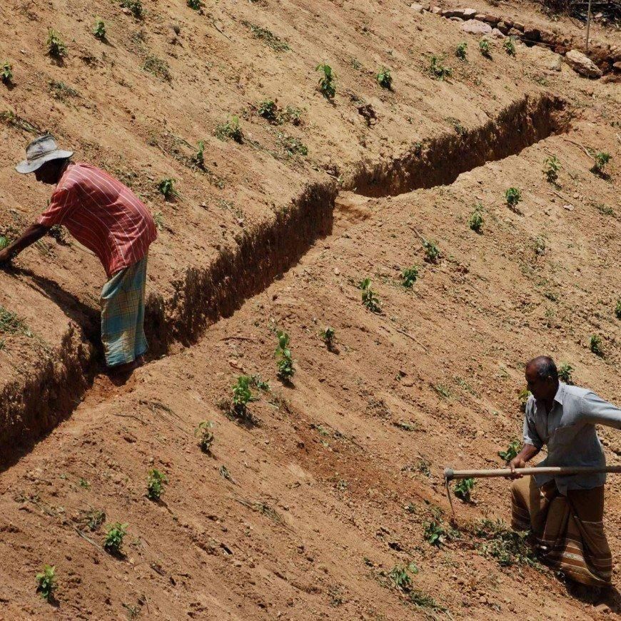 斜面の畑で植え付けの溝を掘る産地の作業